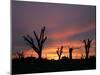 Storm Damaged Trees Silhouetted against the Setting Sun, Greensburg, Kansas, c.2007-Charlie Riedel-Mounted Photographic Print