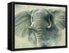 Storm Elephant-Jeremy Paul-Framed Stretched Canvas