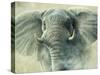 Storm Elephant-Jeremy Paul-Stretched Canvas