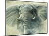 Storm Elephant-Jeremy Paul-Mounted Giclee Print