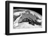 Storm Ophelia, Satellite Image-null-Framed Photographic Print