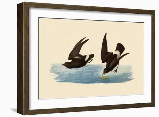 Storm Petrels-John James Audubon-Framed Giclee Print