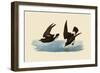 Storm Petrels-John James Audubon-Framed Giclee Print