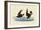 Storm Petrels-John James Audubon-Framed Giclee Print