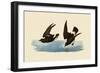 Storm Petrels-John James Audubon-Framed Giclee Print