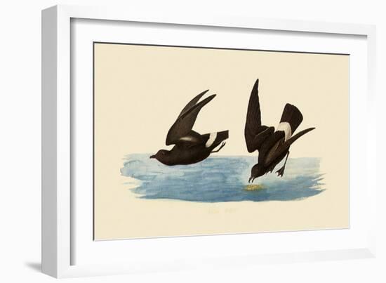 Storm Petrels-John James Audubon-Framed Giclee Print