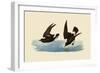 Storm Petrels-John James Audubon-Framed Giclee Print