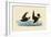 Storm Petrels-John James Audubon-Framed Giclee Print