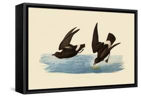 Storm Petrels-John James Audubon-Framed Stretched Canvas