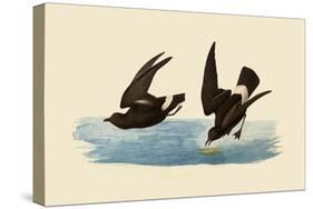 Storm Petrels-John James Audubon-Stretched Canvas
