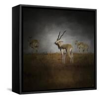 Storm Spotters-Jai Johnson-Framed Stretched Canvas