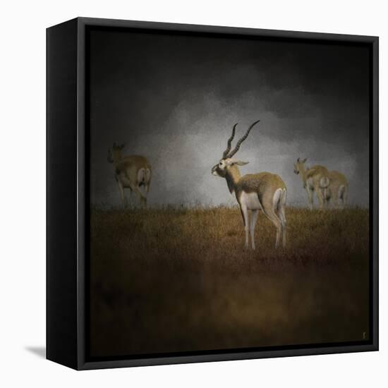 Storm Spotters-Jai Johnson-Framed Stretched Canvas