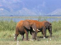 Samburu Tribe, Kenya, East Africa, Africa-Storm Stanley-Photographic Print