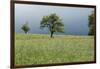 Stormy atmosphere in the country, fruit-trees-Christine Meder stage-art.de-Framed Photographic Print