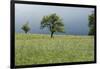 Stormy atmosphere in the country, fruit-trees-Christine Meder stage-art.de-Framed Photographic Print