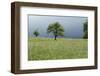 Stormy atmosphere in the country, fruit-trees-Christine Meder stage-art.de-Framed Photographic Print