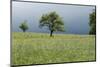 Stormy atmosphere in the country, fruit-trees-Christine Meder stage-art.de-Mounted Photographic Print