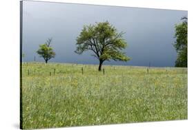 Stormy atmosphere in the country, fruit-trees-Christine Meder stage-art.de-Stretched Canvas