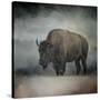 Stormy Day Buffalo-Jai Johnson-Stretched Canvas