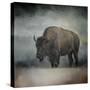 Stormy Day Buffalo-Jai Johnson-Stretched Canvas