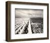 Stormy Field-Andrew Ren-Framed Art Print