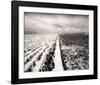 Stormy Field-Andrew Ren-Framed Art Print