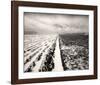 Stormy Field-Andrew Ren-Framed Art Print