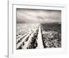 Stormy Field-Andrew Ren-Framed Art Print