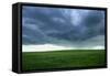 Stormy Field-null-Framed Stretched Canvas