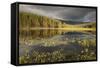 Stormy Light over Bog, Glenfeshie, Cairngorms Np, Highlands, Scotland, UK, August 2010-Peter Cairns-Framed Stretched Canvas