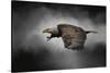 Stormy Sky Flight-Jai Johnson-Stretched Canvas