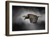 Stormy Sky Flight-Jai Johnson-Framed Premium Giclee Print