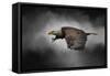 Stormy Sky Flight-Jai Johnson-Framed Stretched Canvas