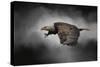 Stormy Sky Flight-Jai Johnson-Stretched Canvas