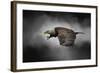 Stormy Sky Flight-Jai Johnson-Framed Giclee Print