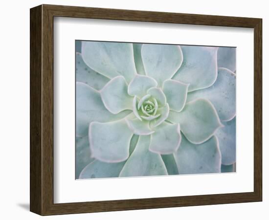 Storybook Succulent I-Jason Johnson-Framed Photographic Print