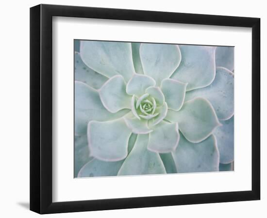 Storybook Succulent I-Jason Johnson-Framed Photographic Print