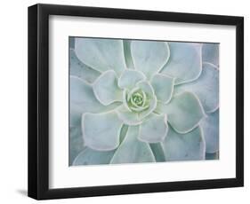 Storybook Succulent I-Jason Johnson-Framed Photographic Print