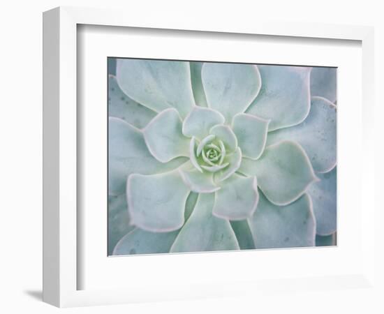 Storybook Succulent I-Jason Johnson-Framed Photographic Print