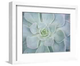 Storybook Succulent I-Jason Johnson-Framed Photographic Print