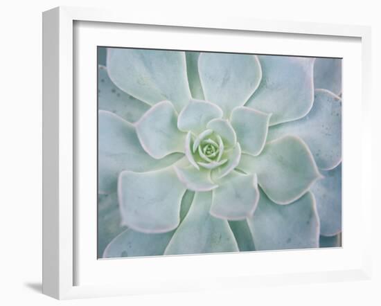 Storybook Succulent I-Jason Johnson-Framed Premium Photographic Print