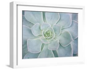 Storybook Succulent I-Jason Johnson-Framed Premium Photographic Print