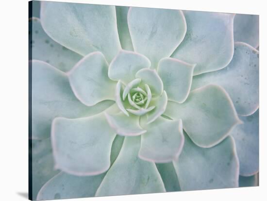 Storybook Succulent I-Jason Johnson-Stretched Canvas