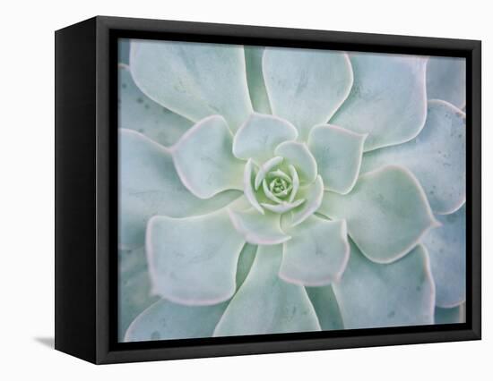 Storybook Succulent I-Jason Johnson-Framed Stretched Canvas