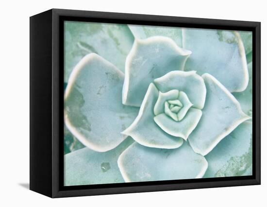 Storybook Succulent II-Jason Johnson-Framed Stretched Canvas