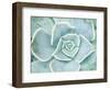 Storybook Succulent II-Jason Johnson-Framed Photographic Print