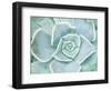 Storybook Succulent II-Jason Johnson-Framed Photographic Print