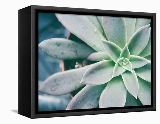 Storybook Succulent III-Jason Johnson-Framed Stretched Canvas