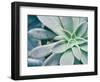 Storybook Succulent III-Jason Johnson-Framed Photographic Print