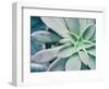 Storybook Succulent III-Jason Johnson-Framed Photographic Print